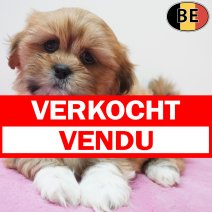 Lhasa Apso 20-07-26 F(BE7490) 16-09-26 verkocht - vendu .jpg