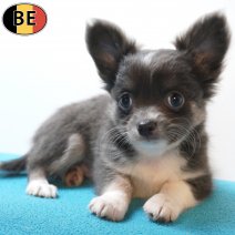 Chihuahua 11-08-26 M(BE3295) 08-10-26.jpg