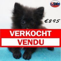keesje 14-05-26 M(SK9489) 01-10-26 Verkocht - Vendu.jpg