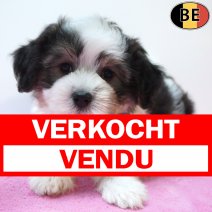 Havanezer 04-08-26 F(BE2161) 01-10-26 verkocht - vendu.jpg