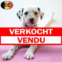 Dalmatier 26-07-26 F(BE6774) 23-09-26 verkocht - vendu.jpg