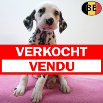 Dalmatier 26-07-26 F(BE5314) 23-09-26 verkocht - vendu.jpg