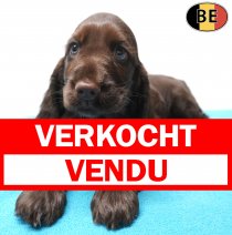 Engelse Cocker 30-07-26 M(BE1417) 01-10-26 verkocht - vendu.jpg