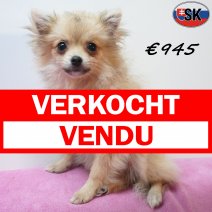 keesje 14-05-26 F(SK9564) 01-10-26 verkocht - vendu.jpg