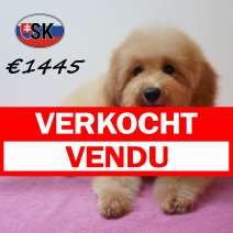 Poedel 05-04-26 F(SK6316) 04-09-26 verkocht - vendu.jpg