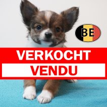 Chihuahua 29-07-26 M (BE3018) 23-09-2026 verkocht - vendu.jpg