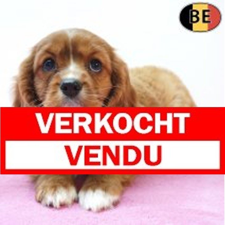 Cavalier King Charles 30-07-26 F(BE1874) 01-10-26 Verkocht - Vendu.jpg
