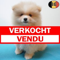 Keesje 02-08-26 M(BE1404) 01-10-26 verkocht - vendu.jpg
