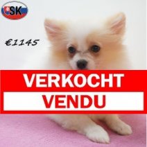 keesje 14-05-26 F(SK9425) 01-10-26 Verkocht - Vendu.jpg