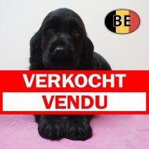 Engelse Cocker 20-07-26 F (BE9901) 23-09-2026 verkocht - vendu.jpg