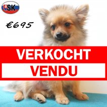 keesje 04-05-26 M(SK6370) 01-10-26 verkocht - vendu.jpg