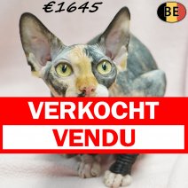 Sphynx 01-04-26 F(BE7340) 10-10-26 verkocht - vendu.jpg