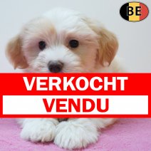 Havanezer 04-08-26 F(BE1995) 01-10-26 verkocht - vendu.jpg