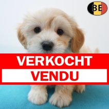 Havanezer 04-08-26 M(BE0020) 01-10-26 verkocht - vendu.jpg