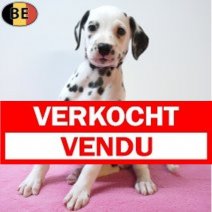 Dalmatier 26-07-26 F(BE5249) 23-09-26 Verkocht - Vendu.jpg