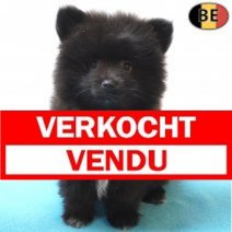 Keesje 02-08-26 M(BE2425) 01-10-26 Verkocht - Vendu.jpg