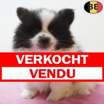Keesje 18-07-26 F(BE1072) 23-09-26 verkocht - vendu.jpg