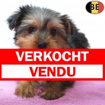 Yorkshire Terrier 01-07-26 F(BE7272) 23-09-26 verkocht - vendu.jpg