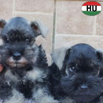 Dwergschnauzer pups (HU) beschikbaar bij ons vanaf 15-11-26 (1).jpg