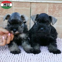 Dwergschnauzer pups (HU) beschikbaar bij ons vanaf 15-11-26.jpg
