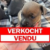 Amerikaanse stafford HU verwacht 20-11-2026 (4) verkocht - vendu.jpg