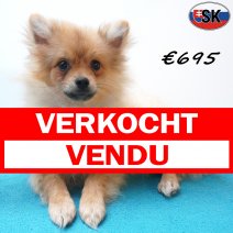 keesje 14-05-26 M(SK9420) 01-10-26 verkocht - vendu.jpg