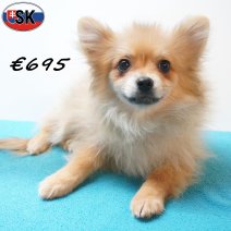 keesje 04-05-26 M(SK6348) 01-10-26..jpg