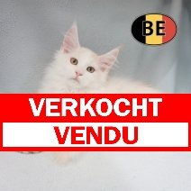 Maine Coon 09-07-2026 M (BE2361) 09-10-2026 verkocht - vendu.jpg