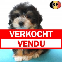 Havanezer 04-08-26 M(BE9636) 01-10-26 verkocht - vendu.jpg