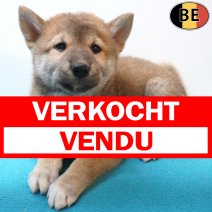 Shiba Inu 06-07-26 M(BE7496) 09-09-26 verkocht - vendu.jpg
