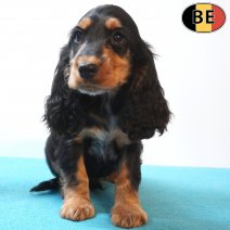 Engelse Cocker 10-08-26 M(BE1782) 15-10-26.jpg