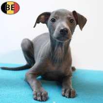 Italiaanse Windhond 18-08-26 M(BE4964) 15-10-26.jpg