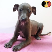 Italiaanse Windhond 18-08-26 F(BE8398) 15-10-26.jpg