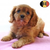 Cavalier King Charles 18-08-26 F(BE6668) 15-10-26.jpg