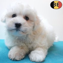 Maltezer 18-08-26 M(BE7626) 15-10-26.jpg
