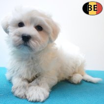 Maltezer 18-08-26 M(BE7583) 15-10-26.jpg