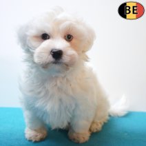 Maltezer 18-08-26 M(BE7577) 15-10-26.jpg