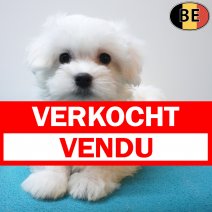 Maltezer 26-06-26 M(BE1183) 10-09-26 verkocht - vendu.jpg