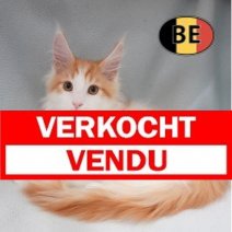 Maine Coon 09-07-2026 M (BE3247) 09-10-2026 Verkocht - Vendu.jpg