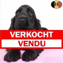 Engelse Cocker 30-07-26 F(BE7604) 11-10-26 Verkocht - Vendu.jpg