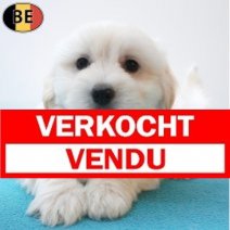 Havanezer 05-08-26 M(BE4810) 01-10-26 Verkocht - Vendu.jpg