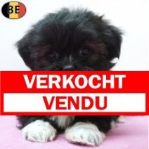 Lhasa Apso 20-07-26 F(BE7514) 16-09-26 Verkocht - Vendu.jpg