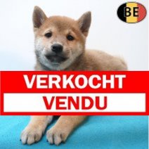 Shiba Inu 06-07-26 M(BE7456) 09-09-26 Verkocht - Vendu.jpg