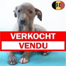 Italiaanse Windhond 18-08-26 M(BE4007) 15-10-26 Verkocht - Vendu.jpg