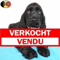 Engelse Cocker 30-07-26 M(BE2352) 11-10-26 Verkocht - Vendu.jpg