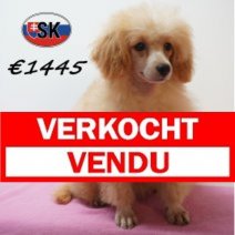 Poedel 05-04-26 F(SK6502) 06-09-26 Verkocht - Vendu.jpg