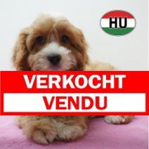 Cavapoo 31-05-2026 F (HU6177) 16-09-2026 Verkocht - Vendu.jpg