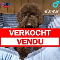 Poedel 04-05-26 M(SK6263) 28-09-26 verkocht - vendu.jpg