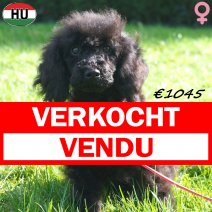 Poedel 04-05-26 F(SK6284) 14-10-26 verkocht - vendu.jpg