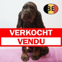 Engelse Cocker 20-07-26 F (BE0823) 23-09-2026 verkocht - vendu.jpg
